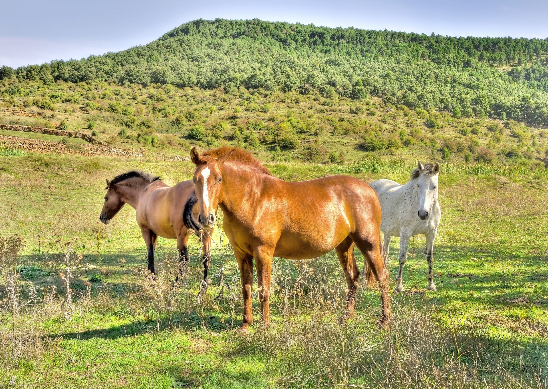 the field horse nature