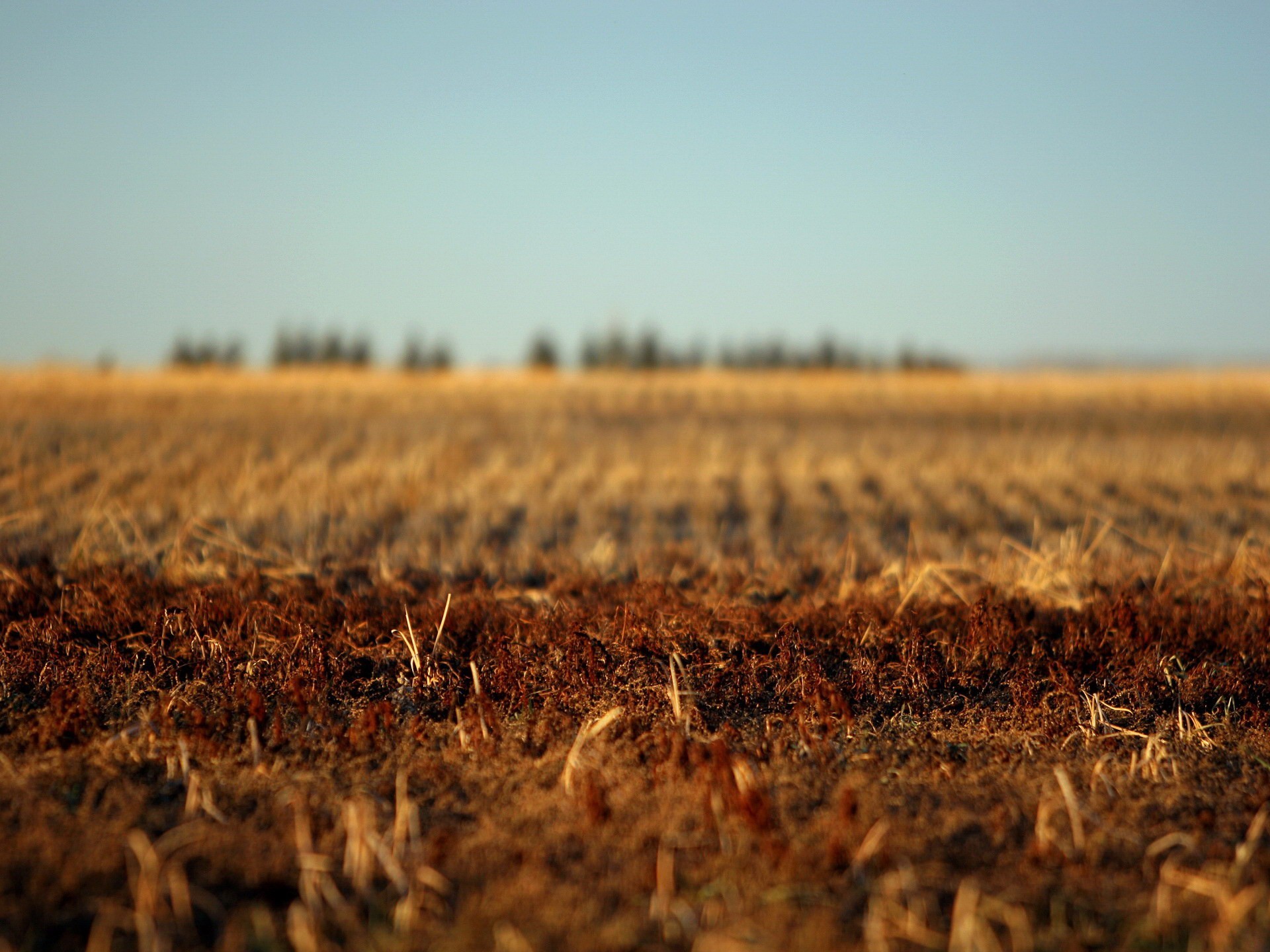 the field autumn land