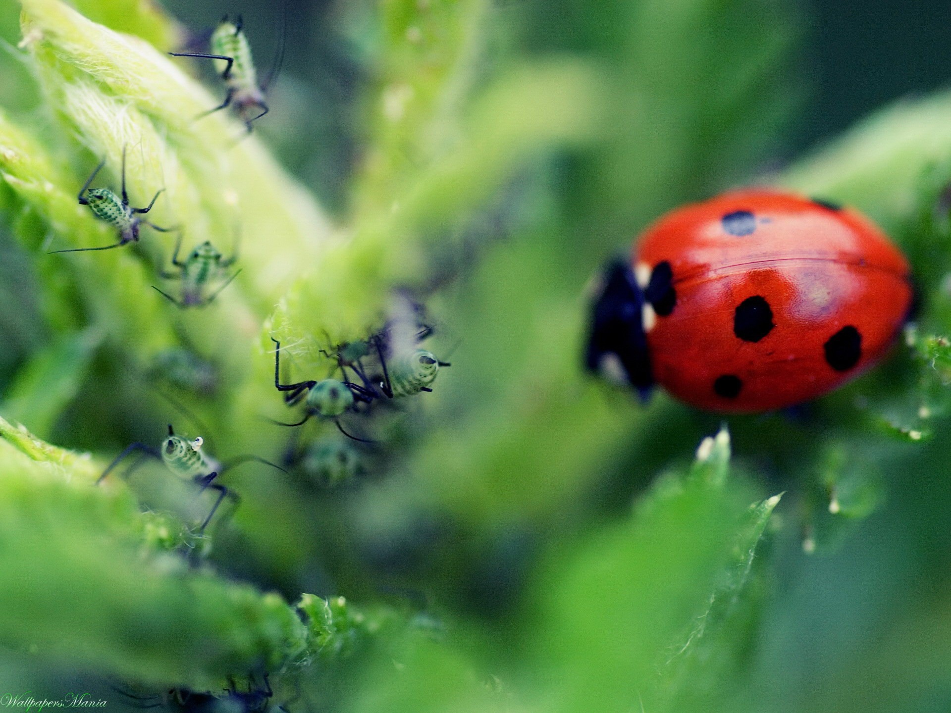 ladybug ant piece close up