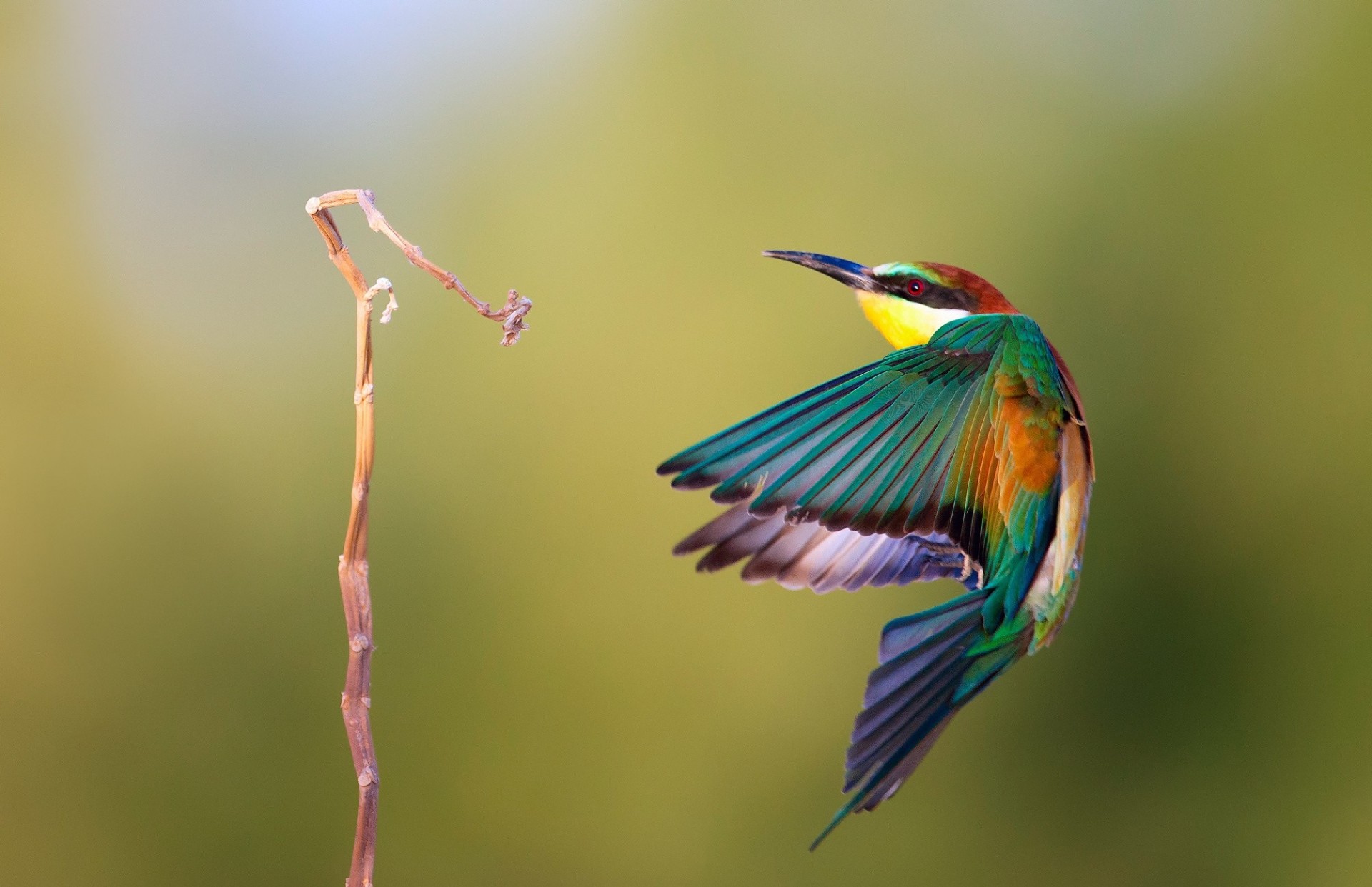 birds golden bee-eater pcheloedka