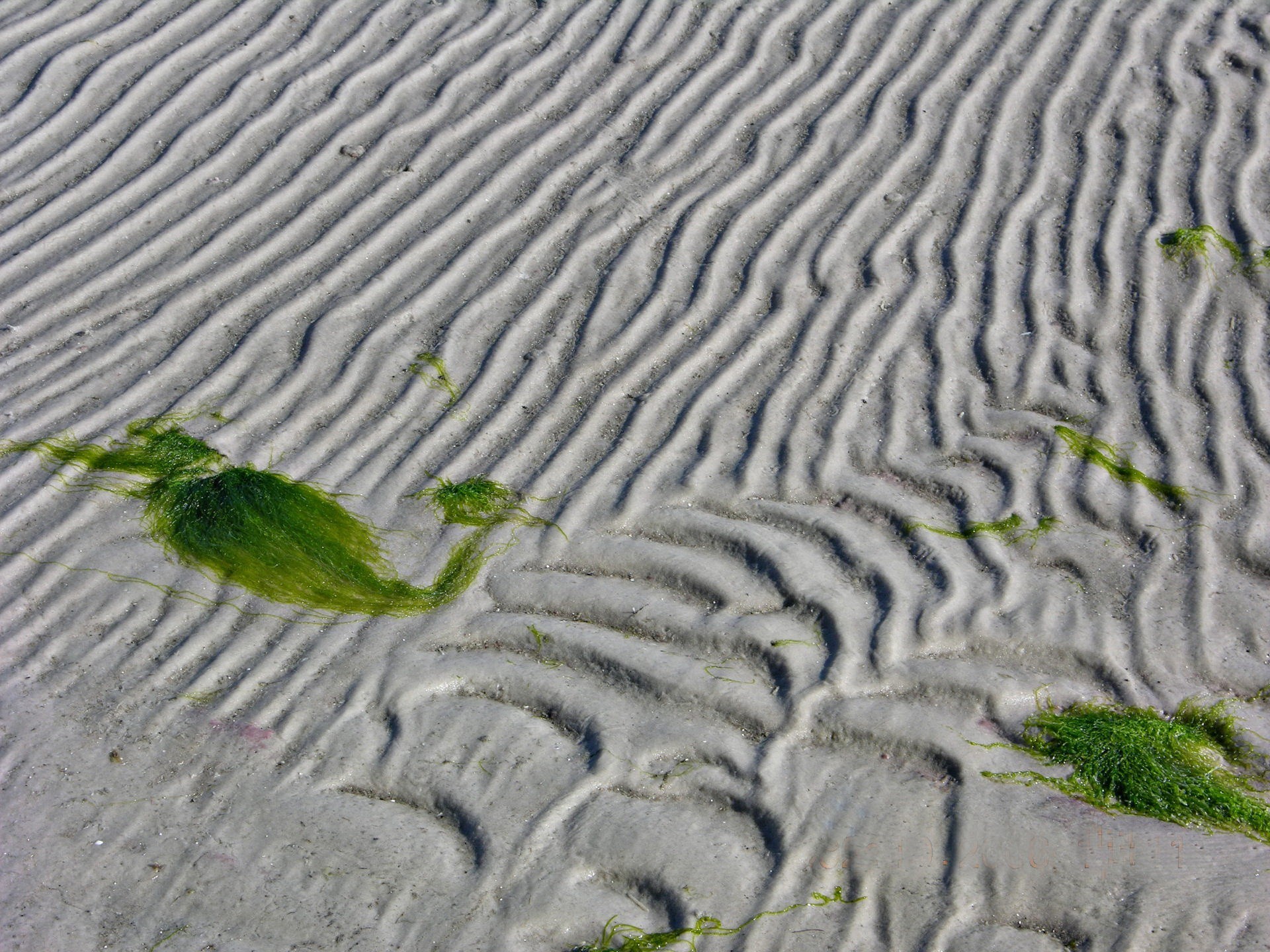 sand algen linien