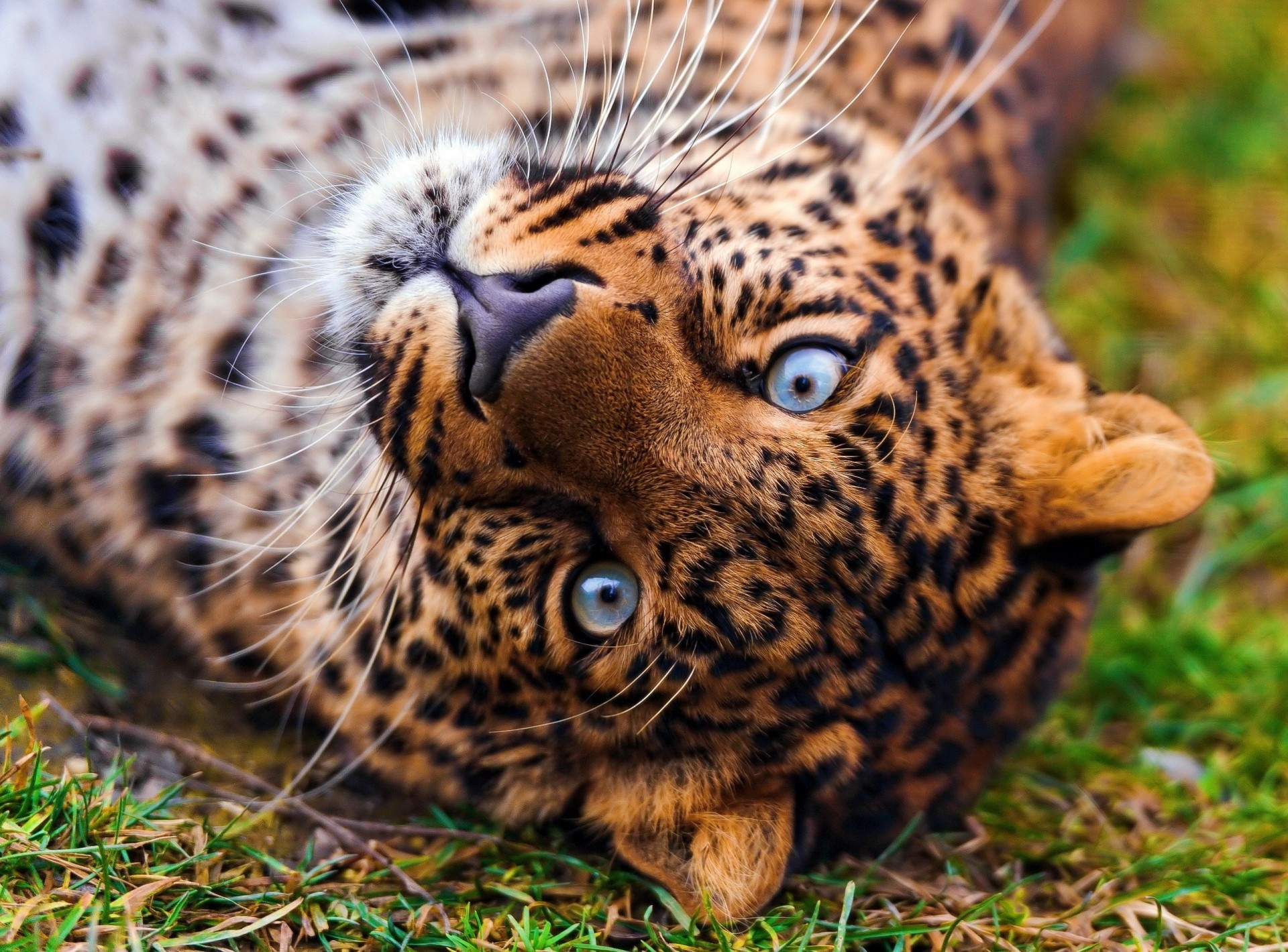 dientes depredador leopardo hierba especie