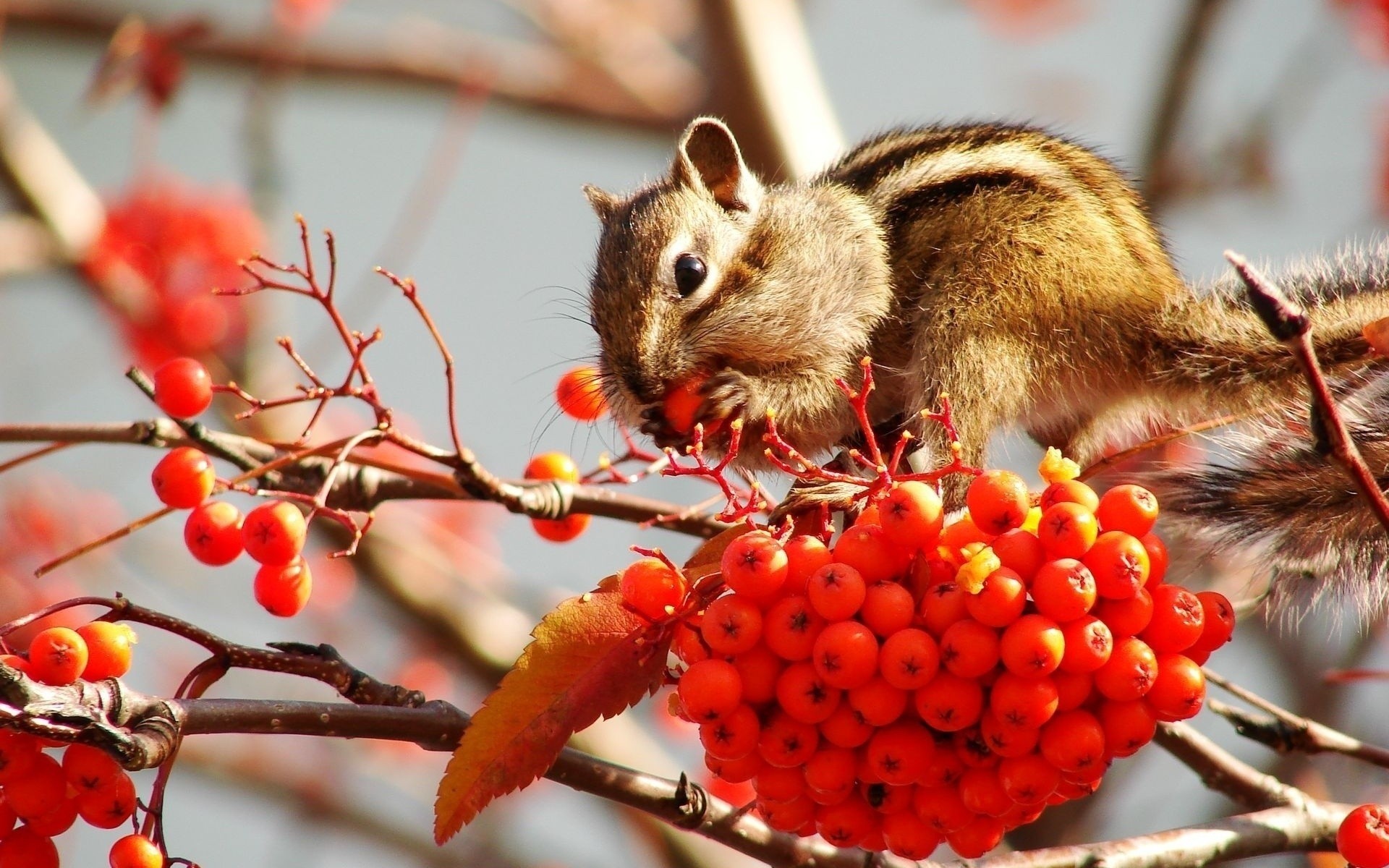 beeren früchte vorräte eberesche streifenhörnchen