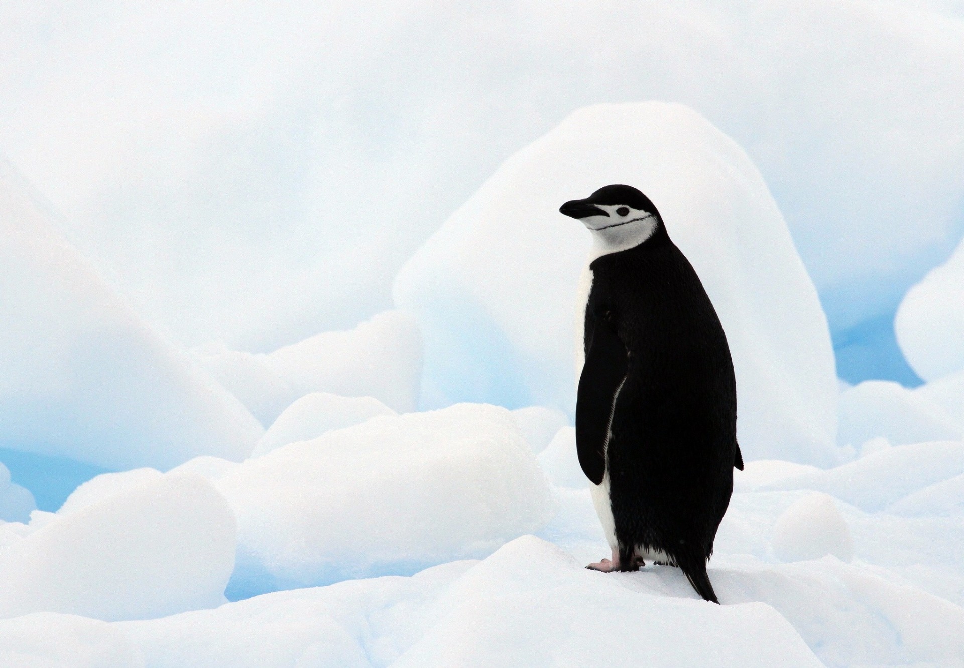 penguin antarctic penguin heart antarctica