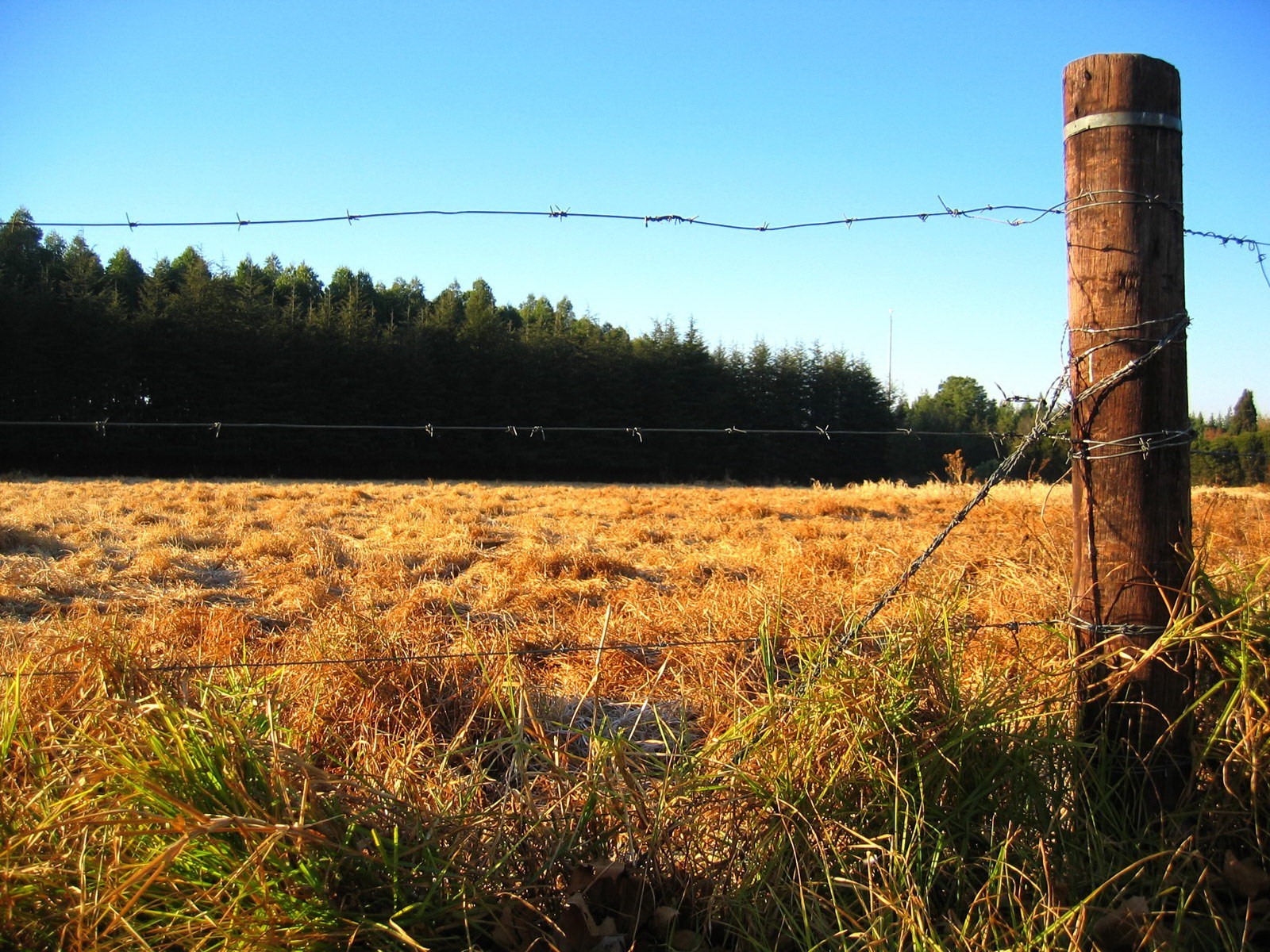 cerca campo bosque