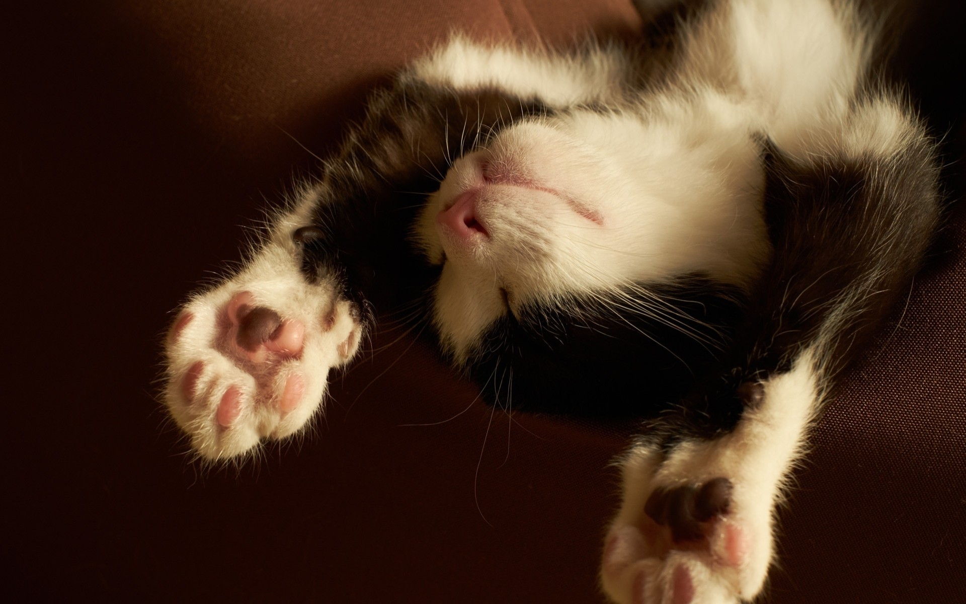 leeping black and white cat feet