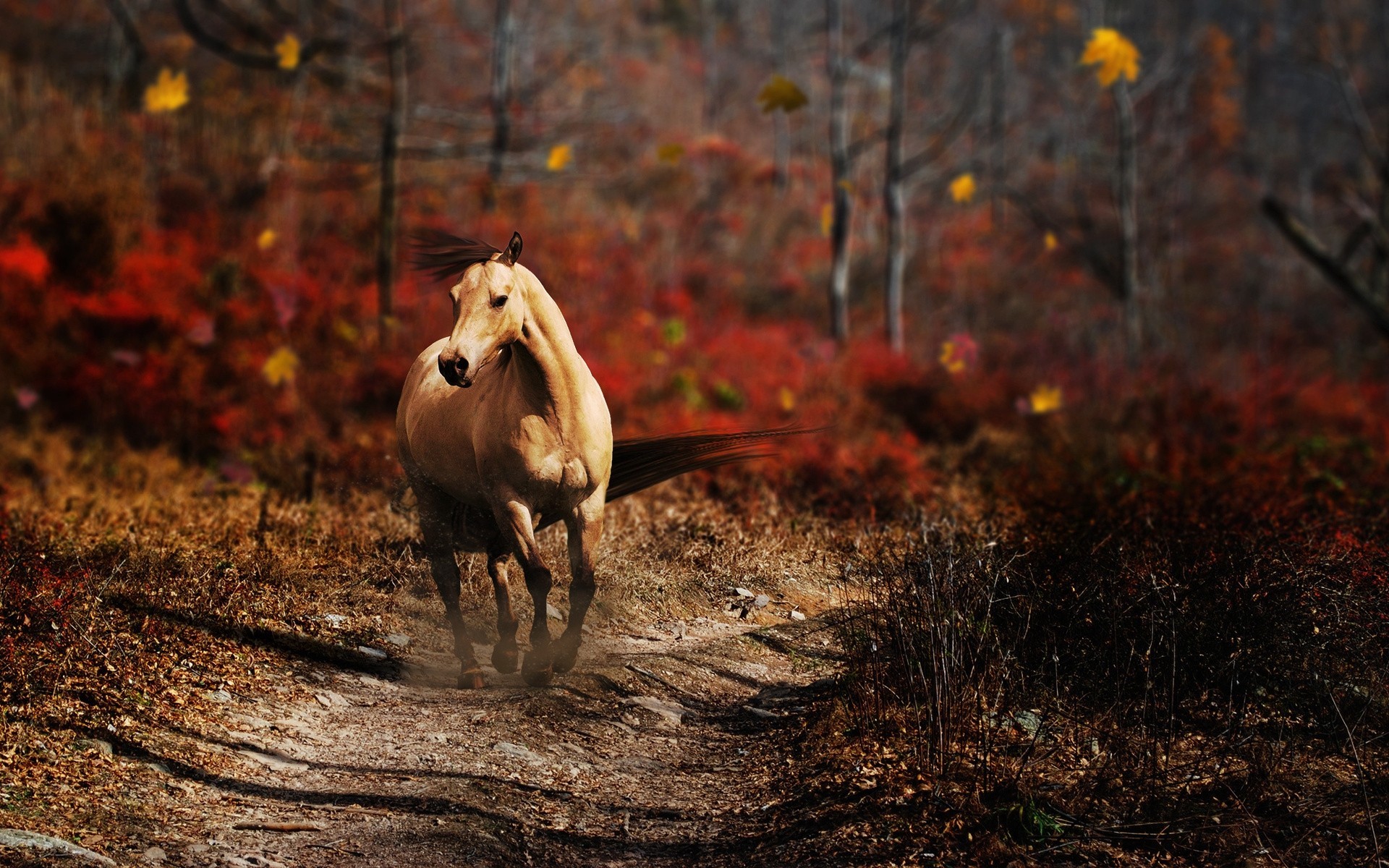 foresta strada criniera cavallo squadrone autunno