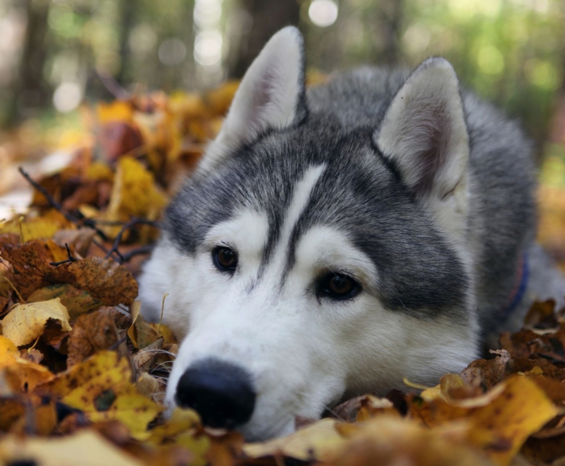 blatt zähne husky hund liegt husky herbst schaut