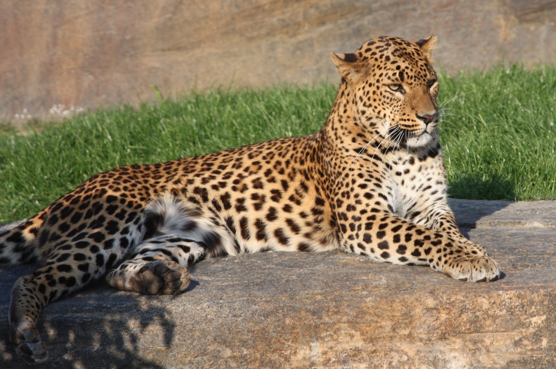 wildkatze leopard