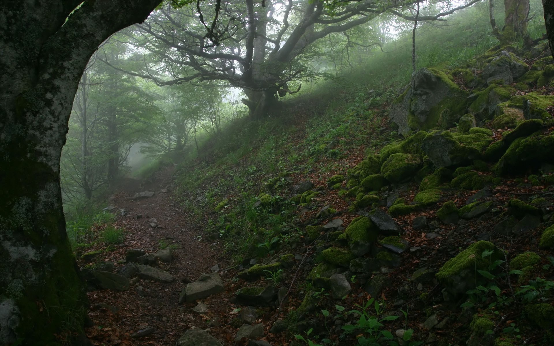 piedras sendero árboles niebla