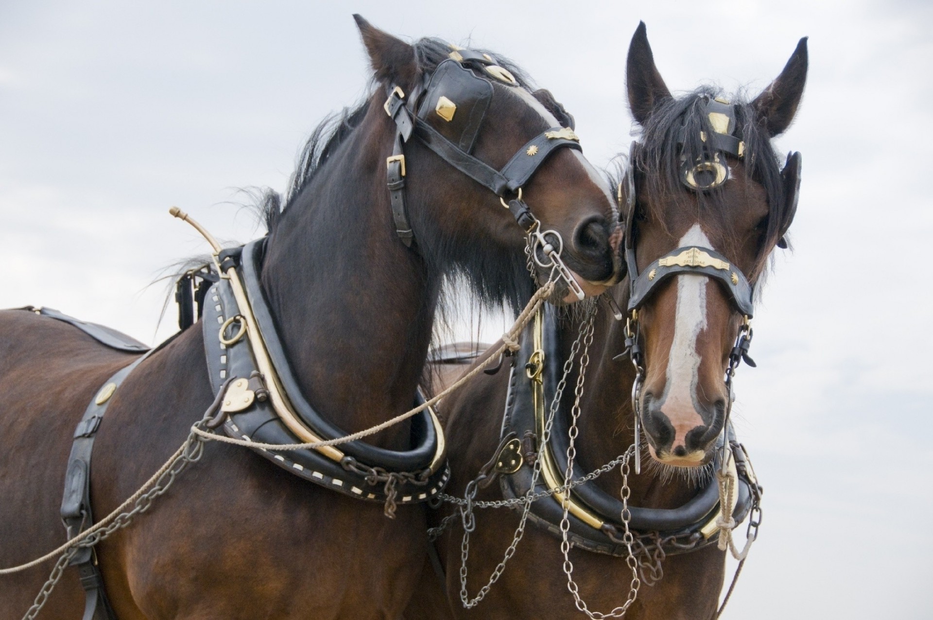 harness horse the pair team