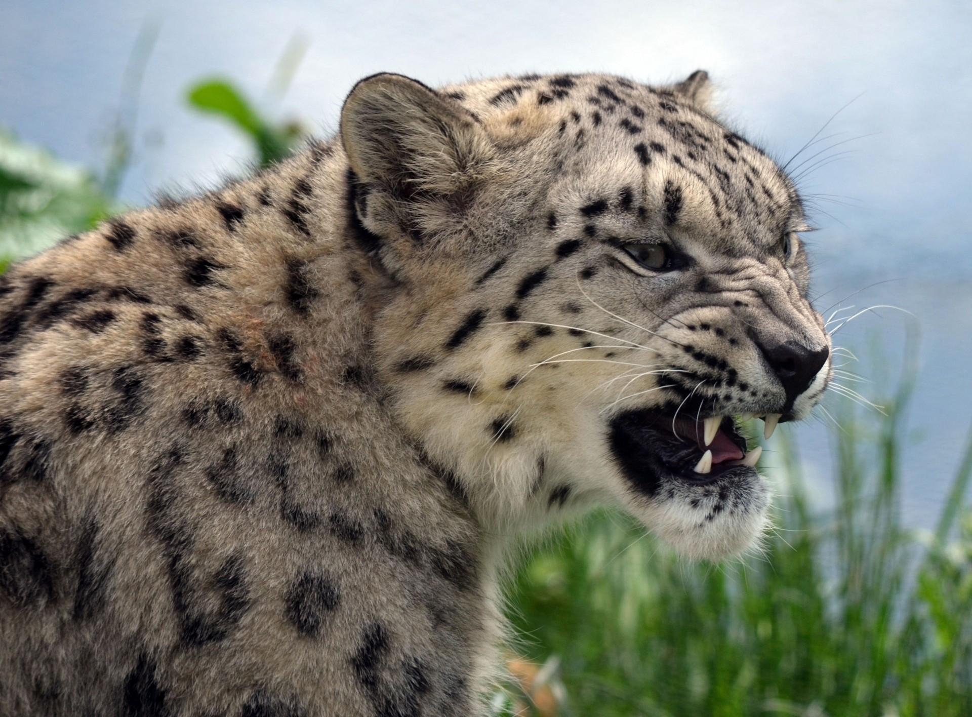 dents bête colère crocs chat sauvage animaux léopard