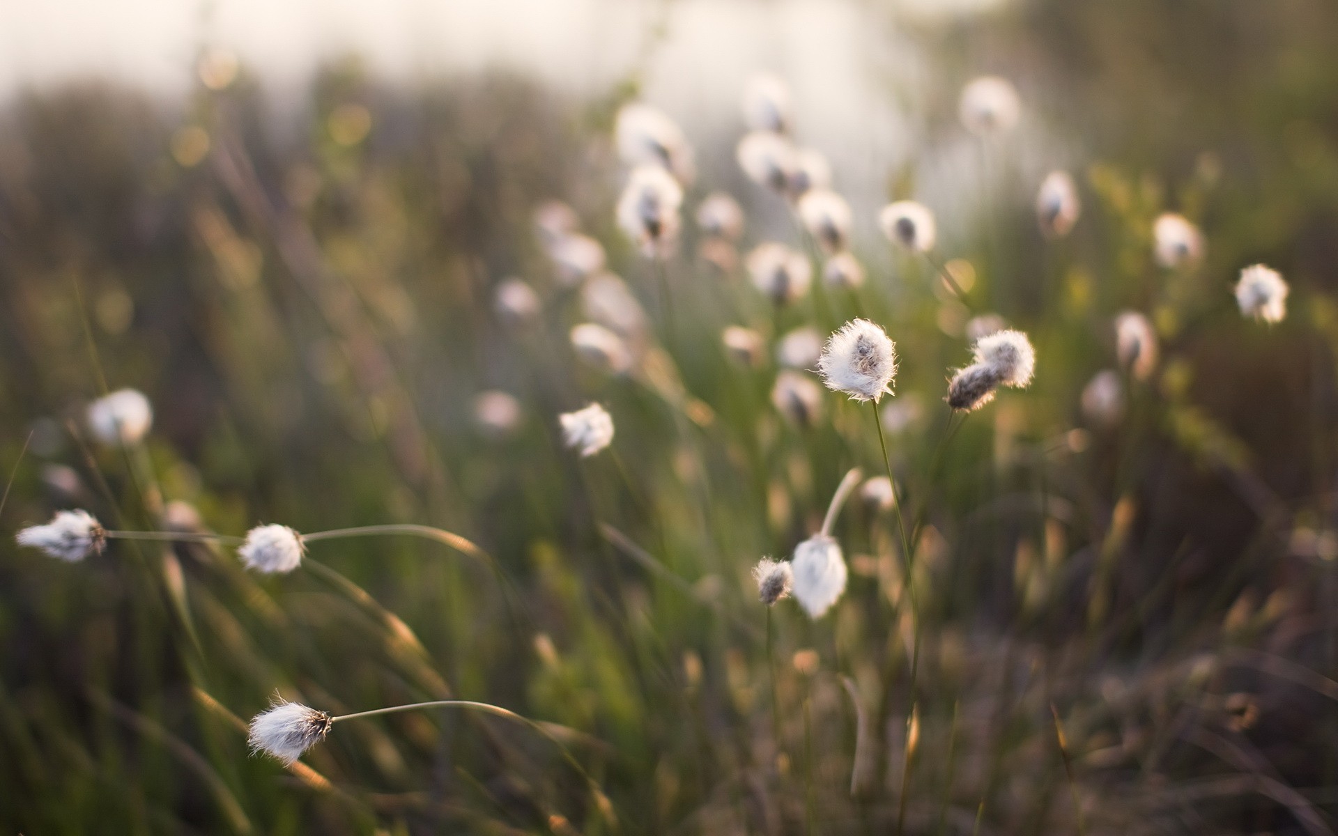 plantes herbe mise au point