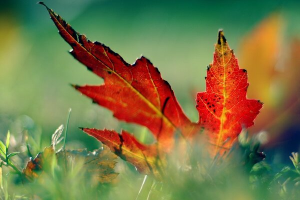 Automne feuille d érable