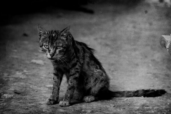 Black and white photo of a sad stray cat