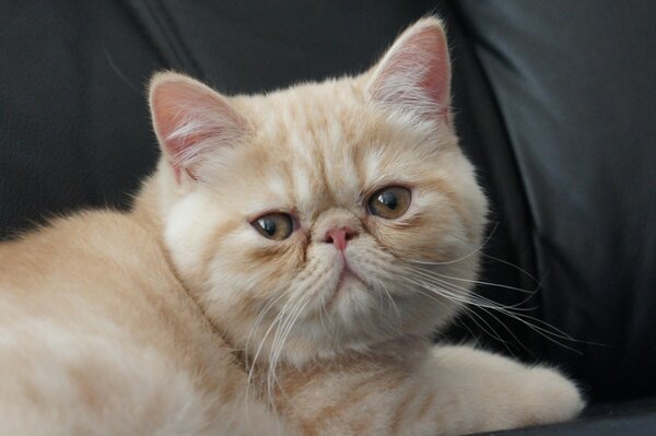 A thoroughbred cat with an attentive look