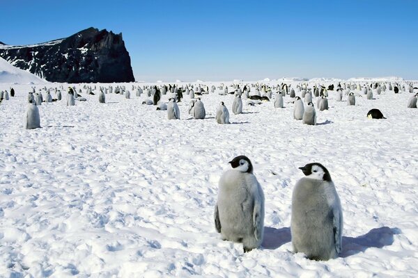 A flock of penguins on white snow