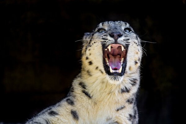 Beautiful kitty got very angry