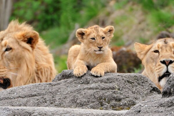 Famille de lions en embuscade en vacances