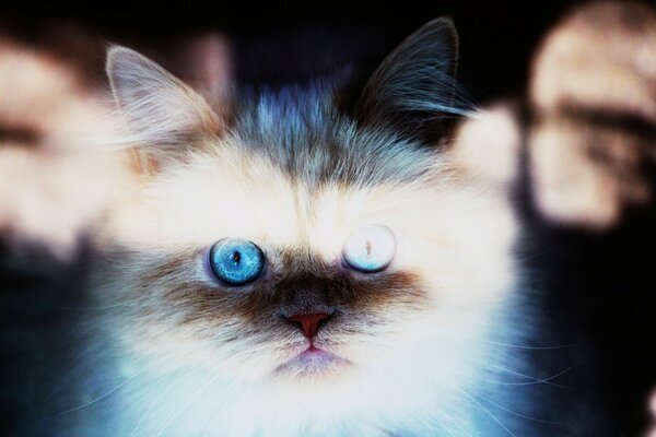 Chat gris aux yeux bleus