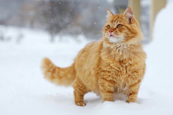 Rote Katze geht im Schnee spazieren