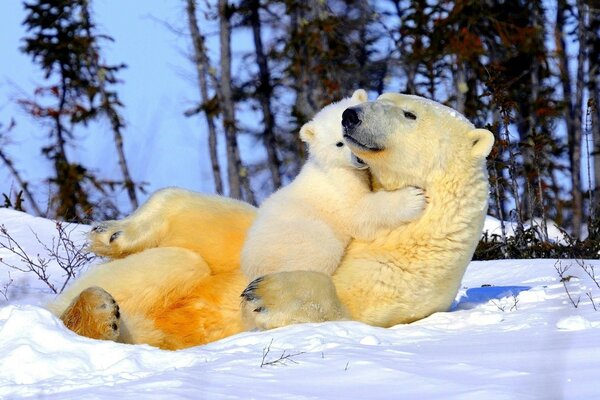 Câlins petit ours blanc et ours