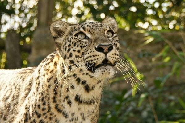 Gatto selvatico Leopardo nella foresta