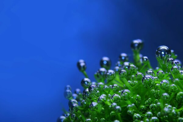 Gotas en una foto de fondo verde y azul