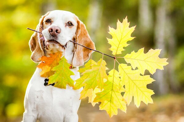 Un Spaniel blanco con orejas rojas sostiene una hoja de otoño