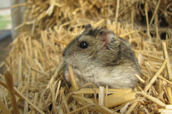 Ein Hamster isst Strohhalme, während er auf Sägemehl sitzt