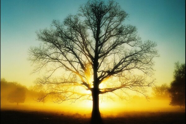 Albero senza fogliame al tramonto