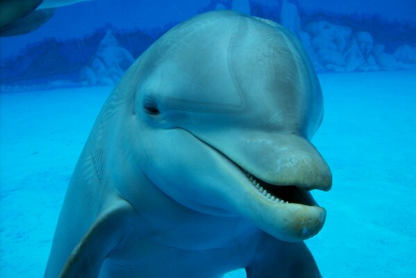 Delfino in modo piscina subacquea