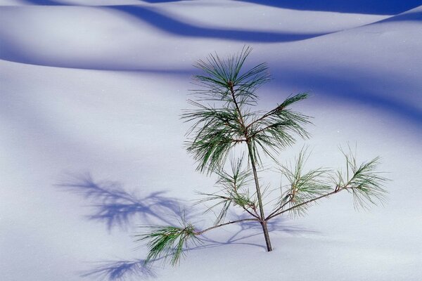 A small Christmas tree in the white desert