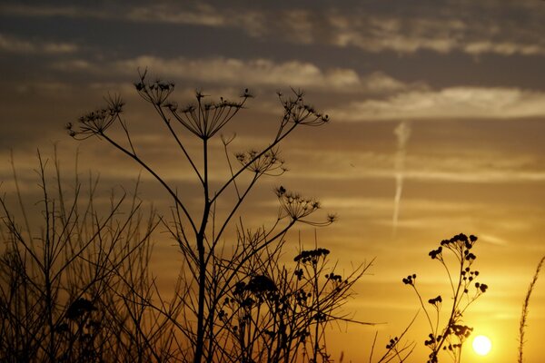 Dillblumen auf Sonnenuntergang Hintergrund