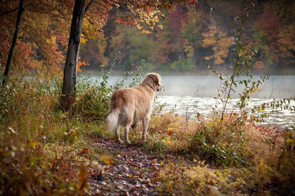 Dog in autumn in the forest on the shore