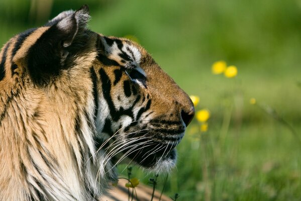 Un tigre elegante yace en un césped verde