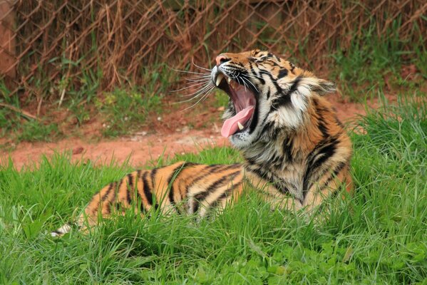 Tigre bâille dans la nature dans l herbe