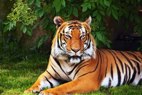 Ein Tiger liegt auf dem Gras unter einem Baum