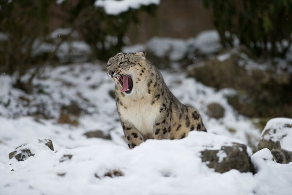 Wild cat leopard yawns