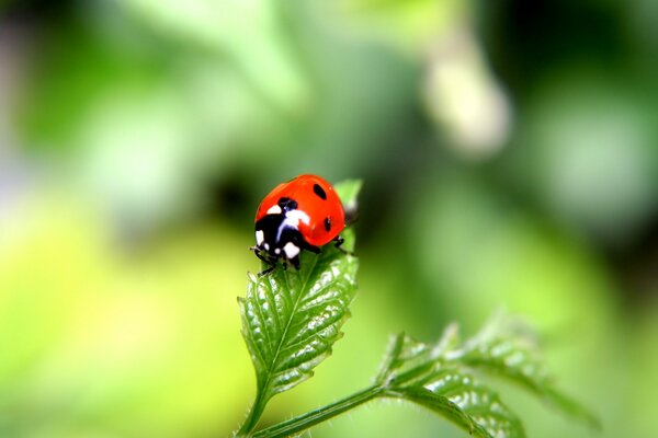 Macro-gros plan d une coccinelle sur une feuille verte