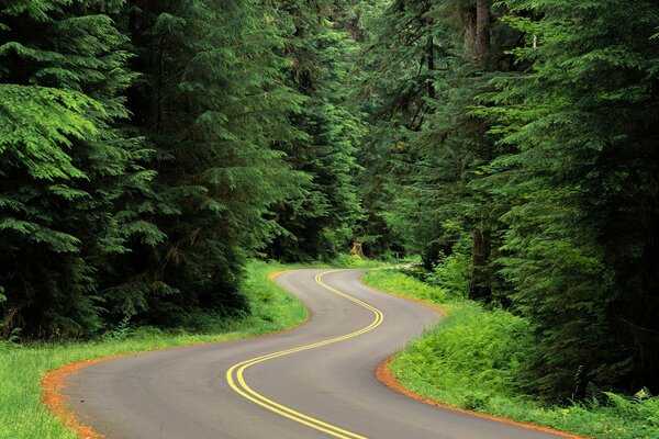 Route sinueuse à travers la forêt de conifères