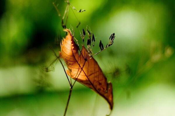 An autumn leaf falling on a branch