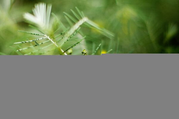 Green beautiful blurred branch