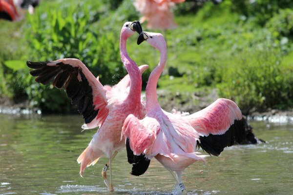 Danza di fenicotteri rosa in acqua