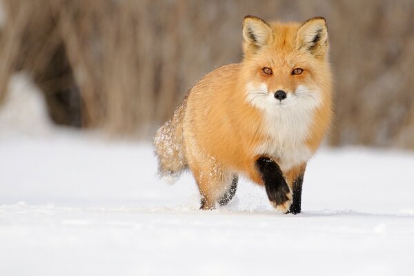 Volpe rossa sulla neve