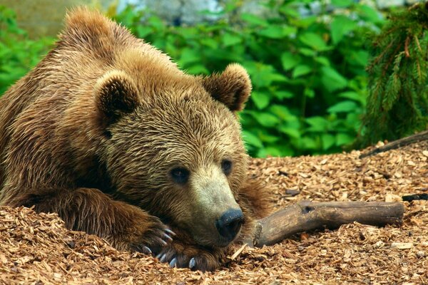 The brown bear is lying on the sawdust