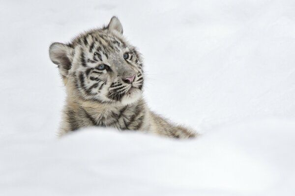 A little tiger cub on a white blanket of snow