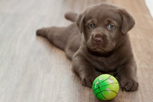 Cachorro de Labrador con bola