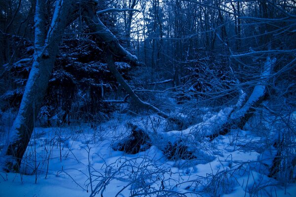 Forêt bleue en hiver