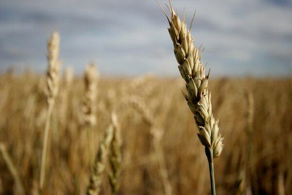 Spighe di grano d oro